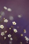flowers-7686890_150-7686890 flowers, beautiful wallpaper, bloom, blossom, spring, floral, flower background, mystical, flower wallpaper, nature, floral background, closeup, beautiful flowers, background
