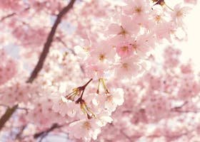 pexels-photo-2099737-2099737 Captivating cherry blossoms in full bloom, creating a breathtaking springtime scene.